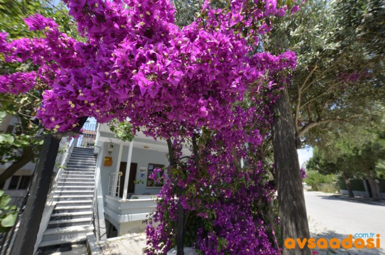 Saray Apart