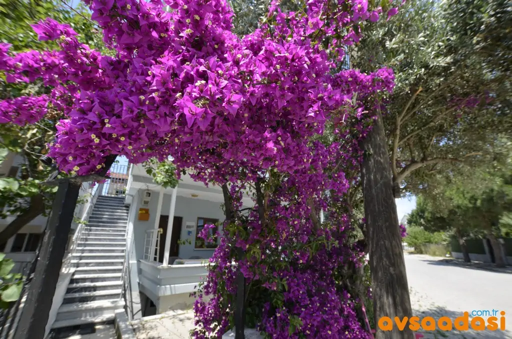 Saray-apart-avsa (1)