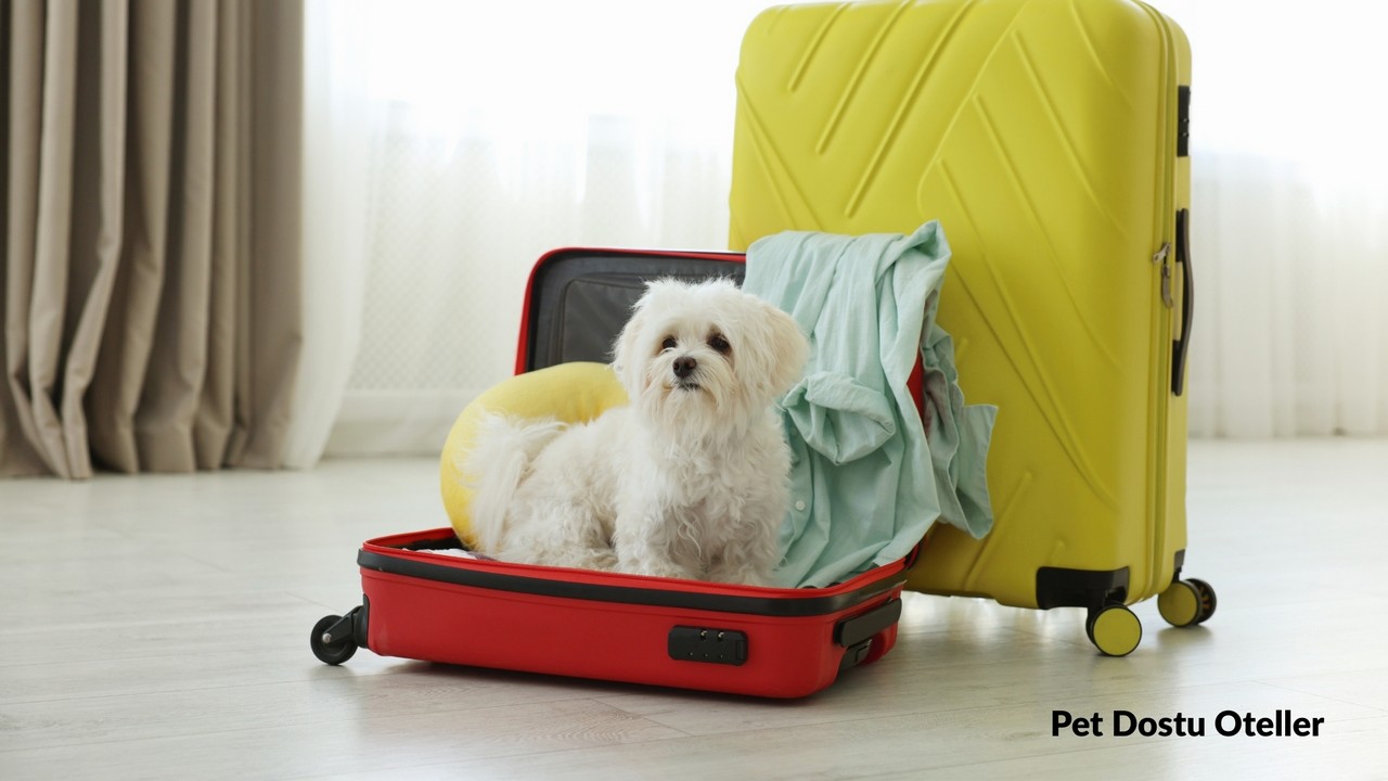 Pet Dostu Oteller Avşa