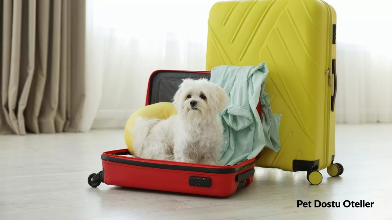 Pet Dostu Oteller Avşa
